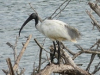 Black-Headed-Ibis.JPG (186 KB)
